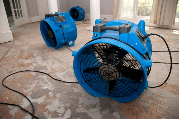 Best Water damage cleanup near me  in Morrisonvle, IL