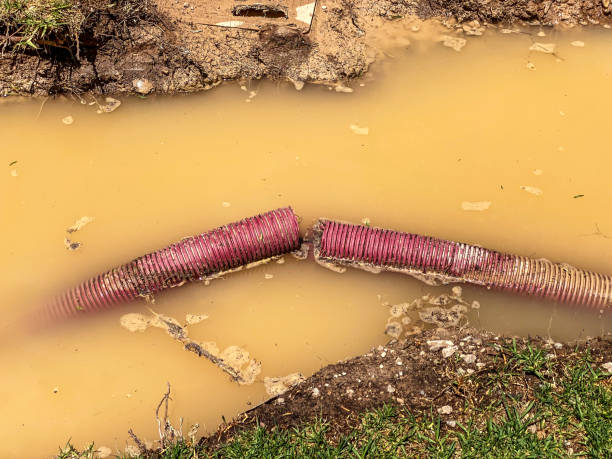 Best Flood damage cleanup  in Morrisonvle, IL